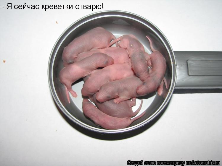 - Я сейчас креветки отварю!... Котоматрица: - Я сейчас креветки отварю!