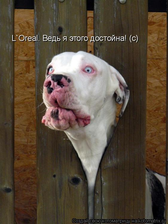 Котоматрица: L`Oreal. Ведь я этого достойна! (с)