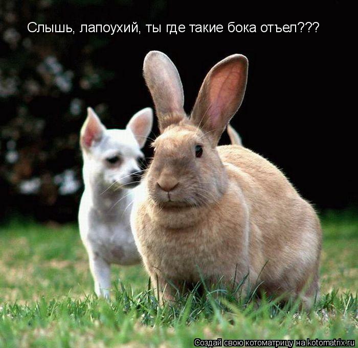 Котоматрица: Слышь, лапоухий, ты где такие бока отъел???