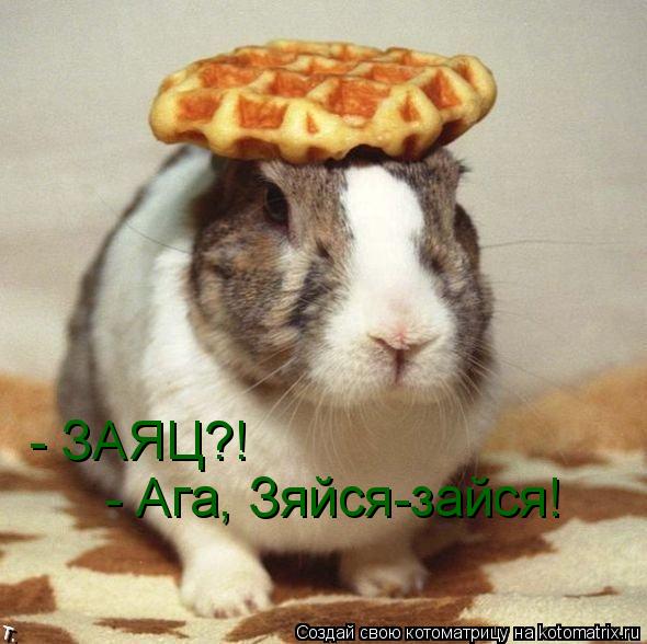 Котоматрица: - Ага, Зяйся-зайся! - ЗАЯЦ?!
