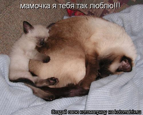 Котоматрица: мамочка я тебя так люблю!!!