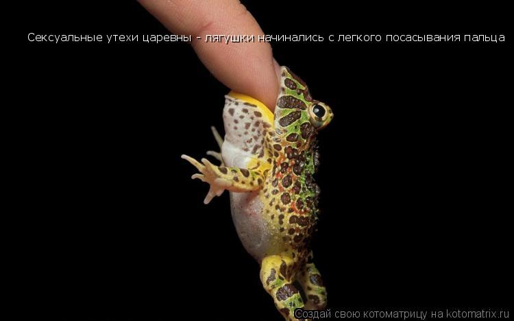 Котоматрица: Сексуальные утехи царевны - лягушки начинались с легкого посасывания пальца