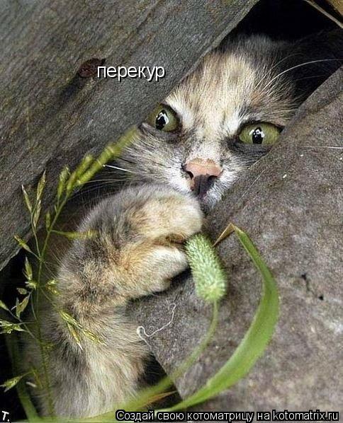 Котоматрица: перекур