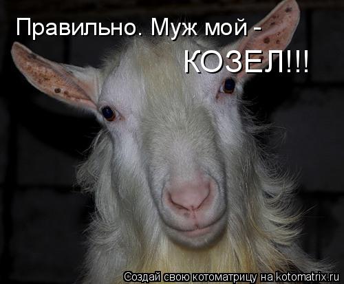 Котоматрица: Правильно. Муж мой - КОЗЕЛ!!!