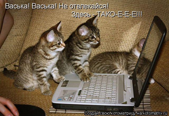 Котоматрица: Васька! Васька! Не отвлекайся! Здесь - ТАКО-Е-Е-Е!!!