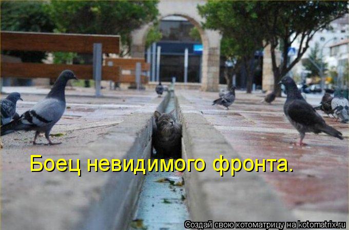 Котоматрица: Боец невидимого фронта.