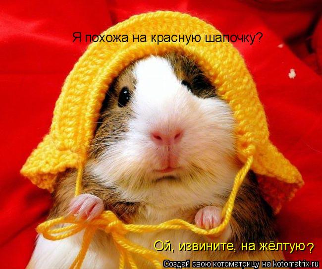 Котоматрица: Я похожа на красную шапочку? Ой, извините, на жёлтую ?