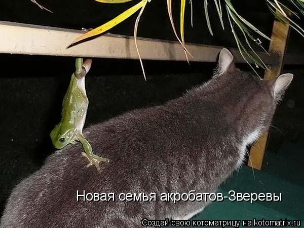 Котоматрица: Новая семья акробатов-Зверевы
