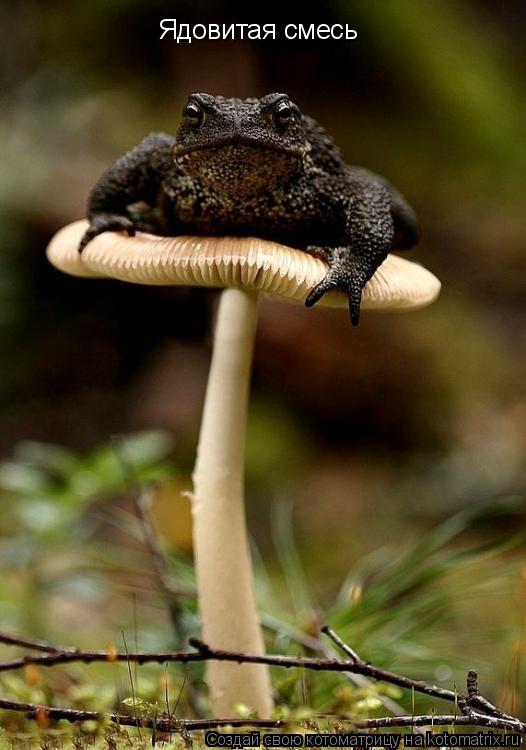 Котоматрица: Ядовитая смесь