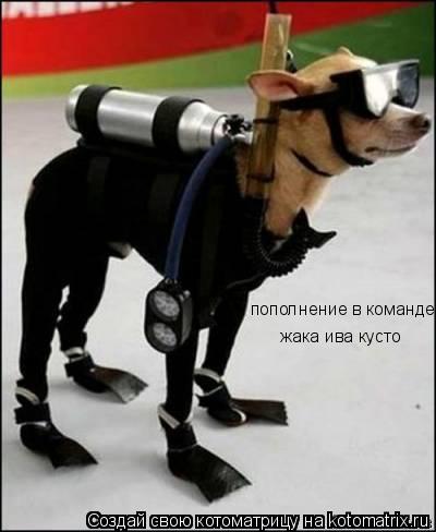 Котоматрица: пополнение в команде жака ива кусто