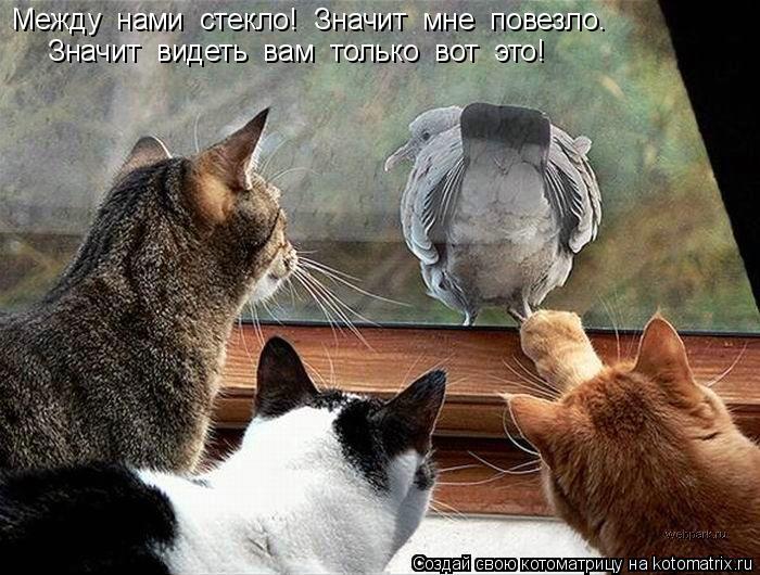 Котоматрица: Между  нами  стекло!  Значит  мне  повезло. Значит  видеть  вам  только  вот  это!