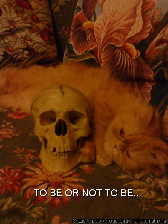 Котоматрица: TO BE OR NOT TO BE...