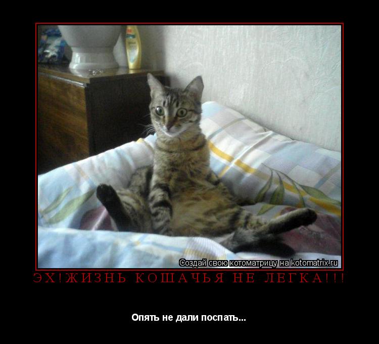 Котоматрица: Эх!Жизнь кошачья не легка!!! Опять не дали поспать...