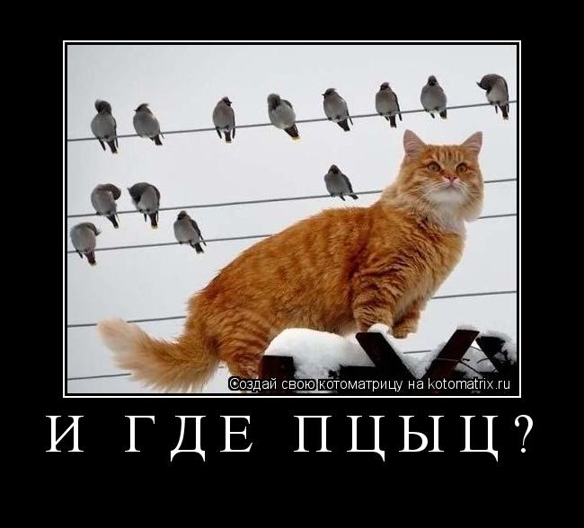 Котоматрица: И ГДЕ ПЦЫЦ? 