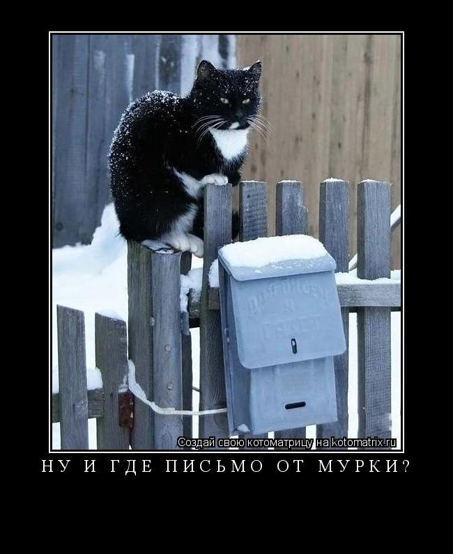 Котоматрица: НУ И ГДЕ ПИСЬМО ОТ МУРКИ? 