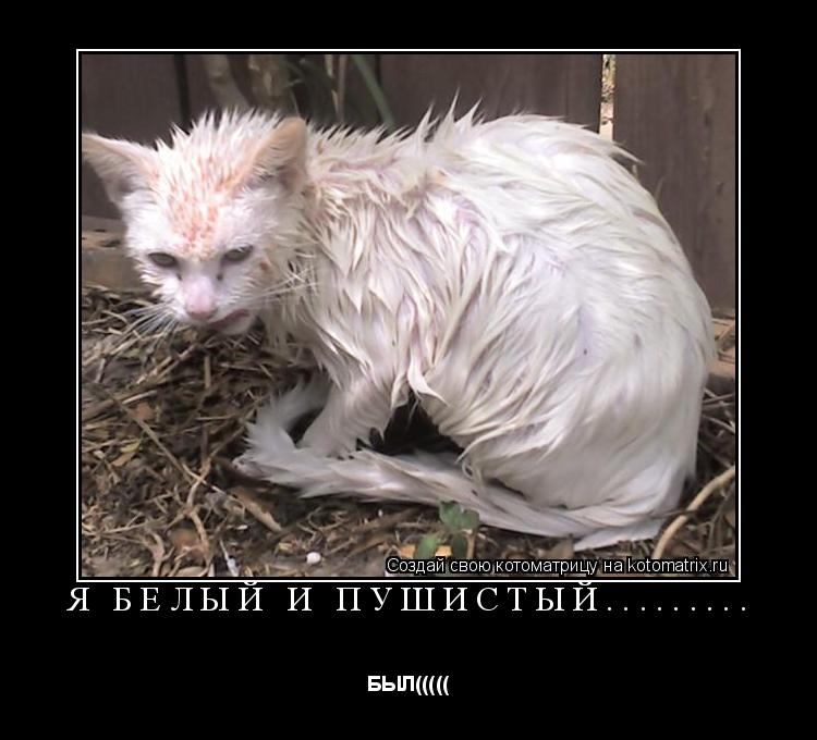 Котоматрица: Я БЕЛЫЙ И ПУШИСТЫЙ......... БЫЛ(((((