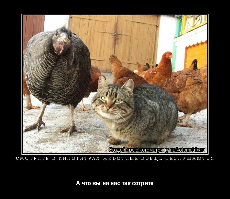 Котоматрица: смотрите в кинотятрах Животные вобще неслушаются А что вы на нас так сотрите