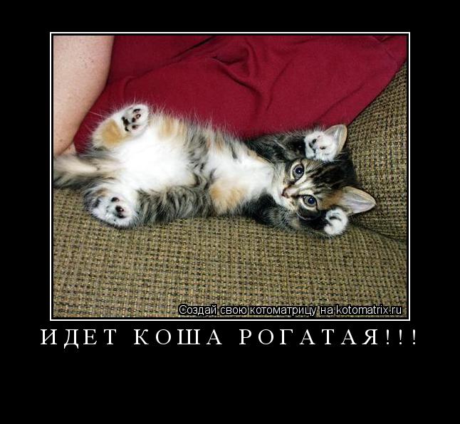 Котоматрица: ИДЕТ КОША РОГАТАЯ!!! 