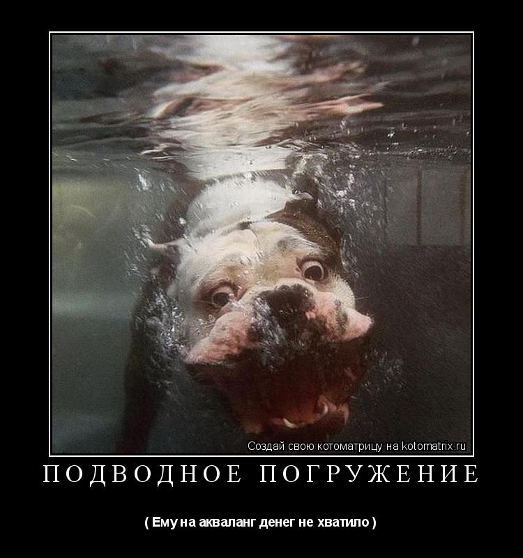 Котоматрица: Подводное погружение  ( Ему на акваланг денег не хватило )