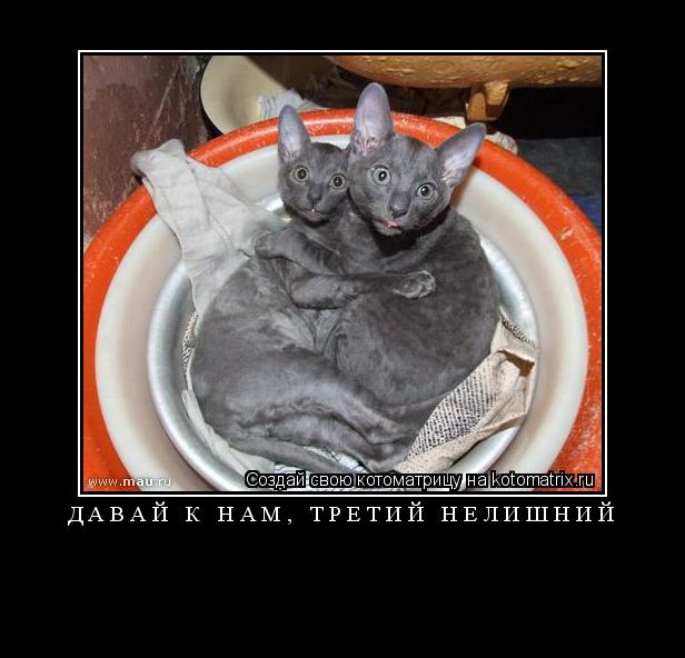 Котоматрица: давай к нам, третий нелишний 