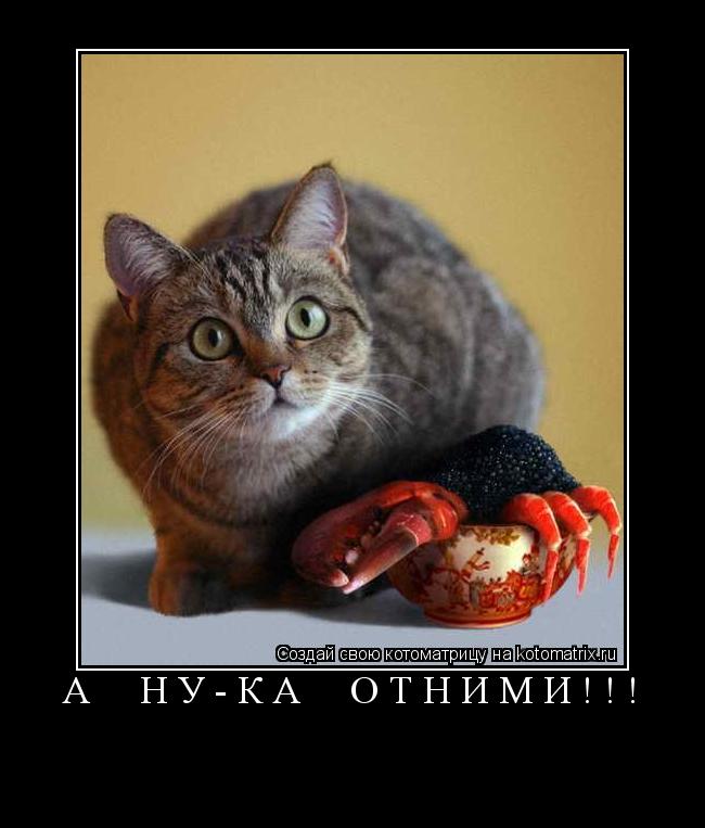 Котоматрица: А  НУ-КА  ОТНИМИ!!! 