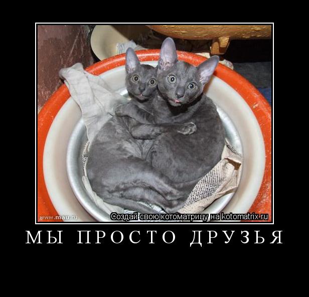 Котоматрица: МЫ ПРОСТО ДРУЗЬЯ 