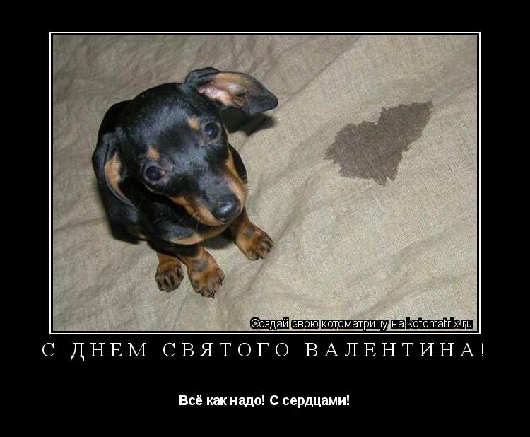 Котоматрица: С днём святого валентина! Всё как надо! С сердцами!