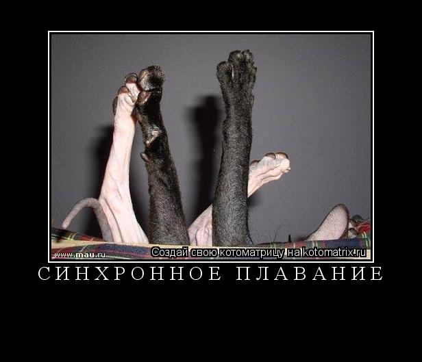 Котоматрица: СИНХРОННОЕ ПЛАВАНИЕ 