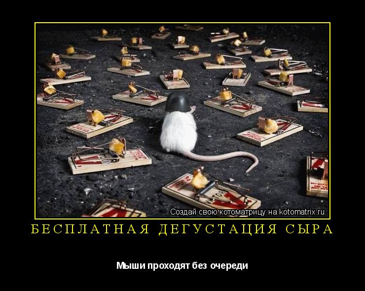 Котоматрица: Бесплатная дегустация сыра Мыши проходят без очереди