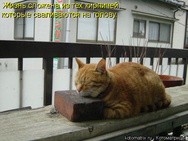 Котоматрица: Жизнь сложена из тех кирпичей, которые сваливаются на голову.