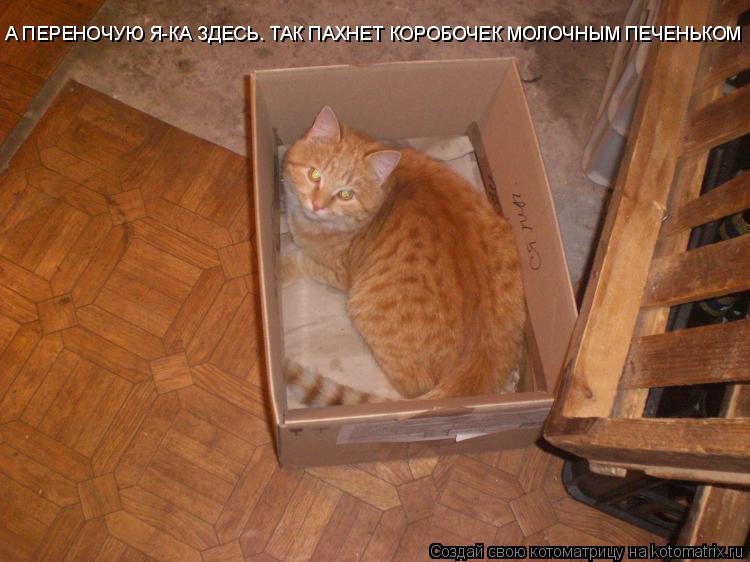 Котоматрица: А ПЕРЕНОЧУЮ Я-КА ЗДЕСЬ. ТАК ПАХНЕТ КОРОБОЧЕК МОЛОЧНЫМ ПЕЧЕНЬКОМ