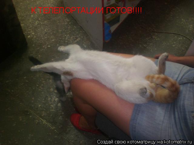 Котоматрица: К ТЕЛЕПОРТАЦИИ ГОТОВ!!!!