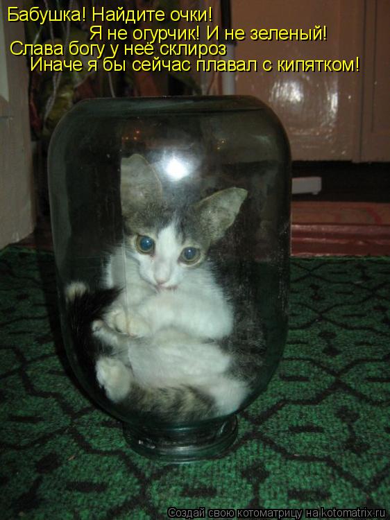 Котоматрица: Бабушка! Найдите очки! Я не огурчик! И не зеленый! Слава богу у неё склироз Иначе я бы сейчас плавал с кипятком!