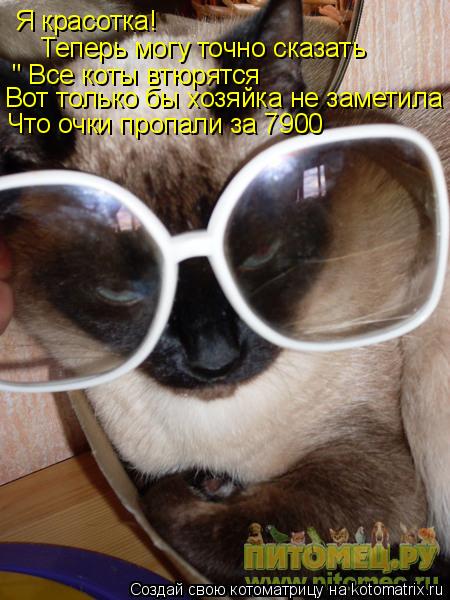 Котоматрица: Я красотка! Теперь могу точно сказать " Все коты втюрятся  Вот только бы хозяйка не заметила Что очки пропали за 7900