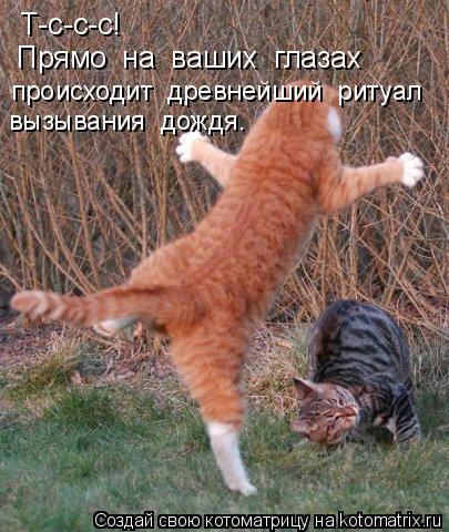 Котоматрица: Т-с-с-с!   Прямо  на  ваших  глазах происходит  древнейший  ритуал вызывания  дождя.