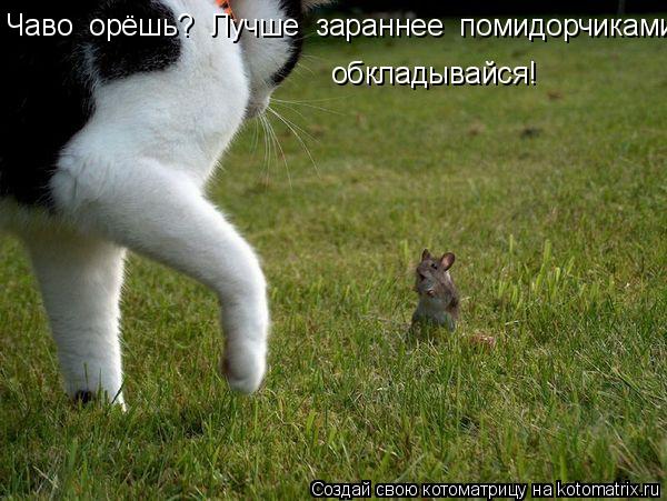 Котоматрица: Чаво  орёшь?  Лучше  зараннее  помидорчиками обкладывайся!