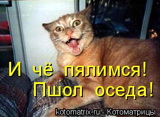 Котоматрица: И  чё  пялимся!   Пшол  оседа!