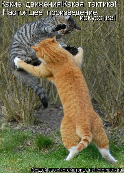 Котоматрица: Какие  движения!Какая  тактика! Настоящее  произведение искусства!