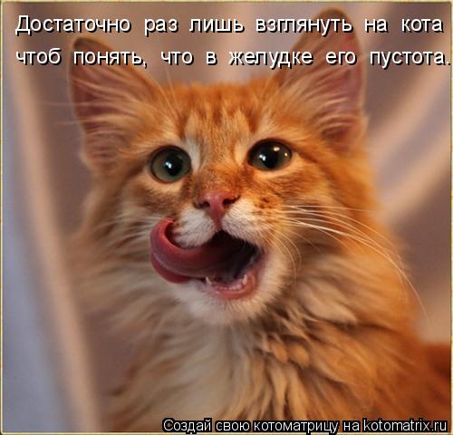 Котоматрица: Достаточно  раз  лишь  взглянуть  на  кота чтоб  понять,  что  в  желудке  его  пустота.