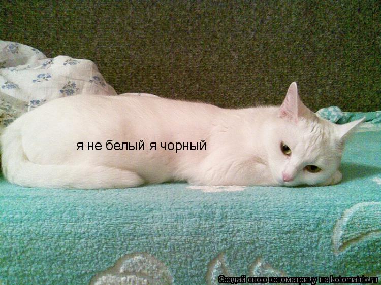 Котоматрица: я не белый я чорный