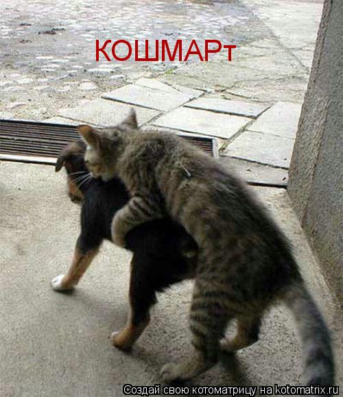 КОШМАРт... Котоматрица: КОШМАРт
