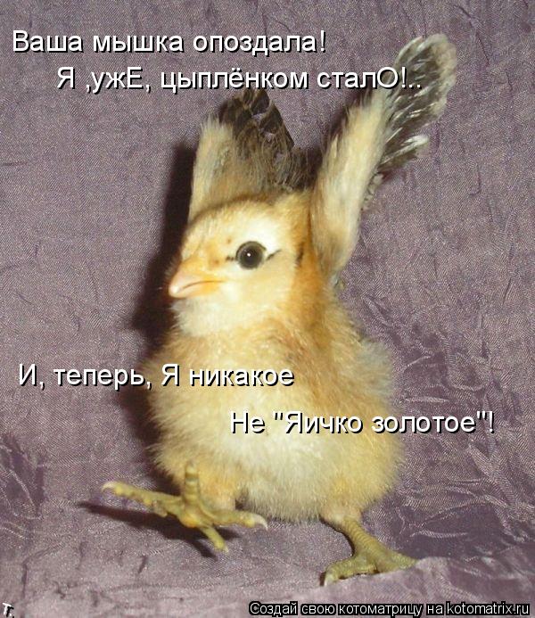 Ваша мышка опоздала! Я ,ужЕ, цыплёнком сталО!.. И, теперь, Я никакое Не "Яичко золотое"!... Котоматрица: Ваша мышка опоздала! Я ,ужЕ, цыплёнком сталО!.. И, теперь, Я никакое Не "Яичко золотое"!