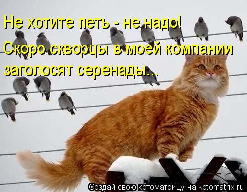 Не хотите петь - не надо! Скоро скворцы в моей компании заголосят серенады...... Котоматрица: Не хотите петь - не надо! Скоро скворцы в моей компании заголосят серенады...