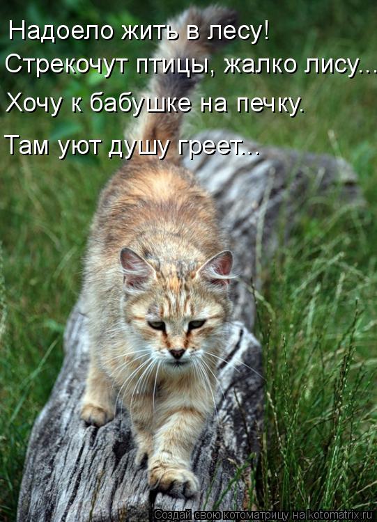 Надоело жить в лесу! Стрекочут птицы, жалко лису... Хочу к бабушке на печку. Там уют душу греет...... Котоматрица: Надоело жить в лесу! Стрекочут птицы, жалко лису... Хочу к бабушке на печку. Там уют душу греет...
