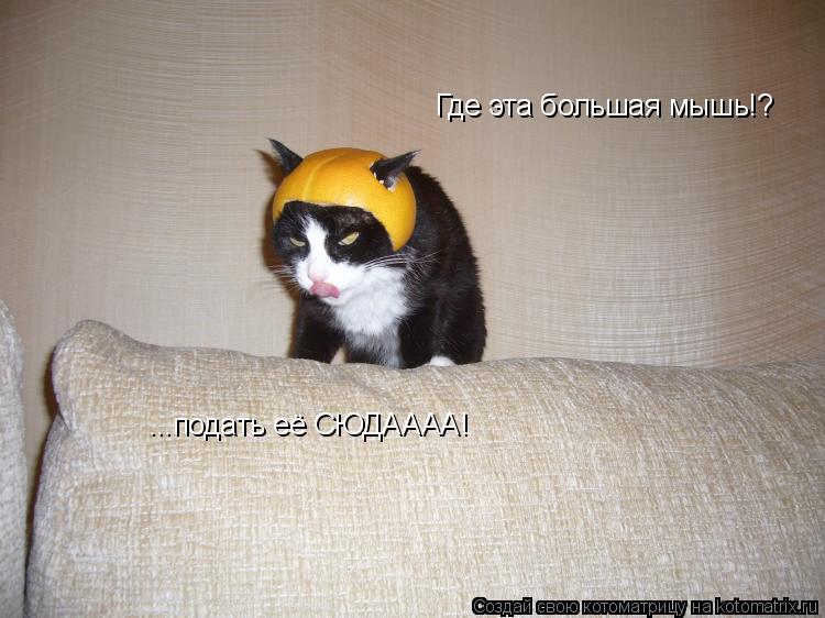 Котоматрица: Где эта большая мышь!? ...подать её СЮДАААА!