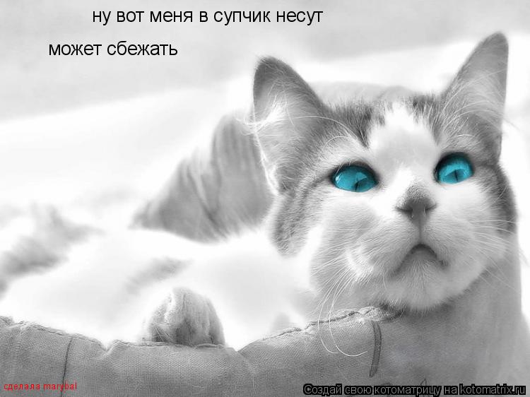 Котоматрица: ну вот меня в супчик несут может сбежать сделала marybal