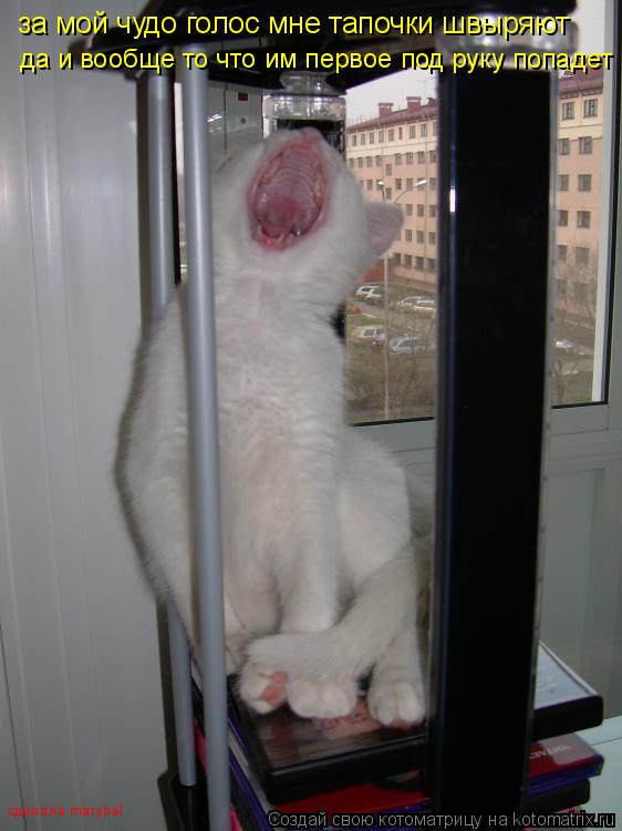 Котоматрица: за мой чудо голос мне тапочки швыряют да и вообще то что им первое под руку попадет сделала marybal