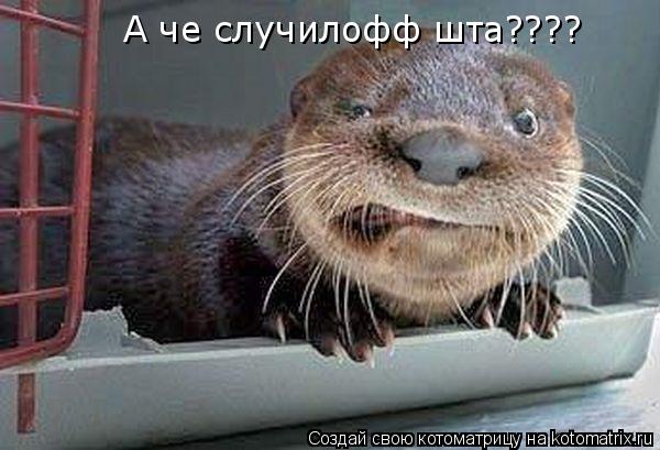 Котоматрица: А че случилофф шта????