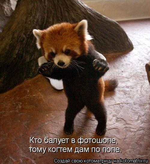 Котоматрица: Кто балует в фотошопе, тому когтем дам по попе.