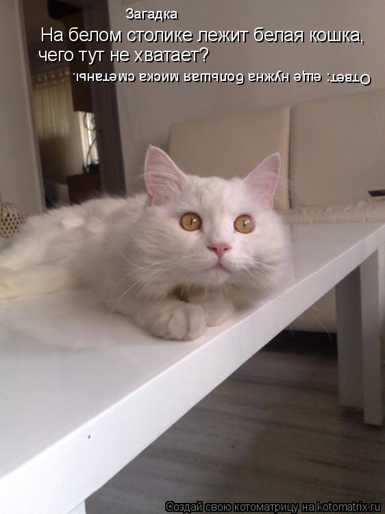 Котоматрица: Загадка На белом столике лежит белая кошка, чего тут не хватает? Ответ: еще нужна большая миска сметаны.